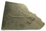 Unprepared Fossil Fish (Diplomystus) - Green River Formation #290656-1